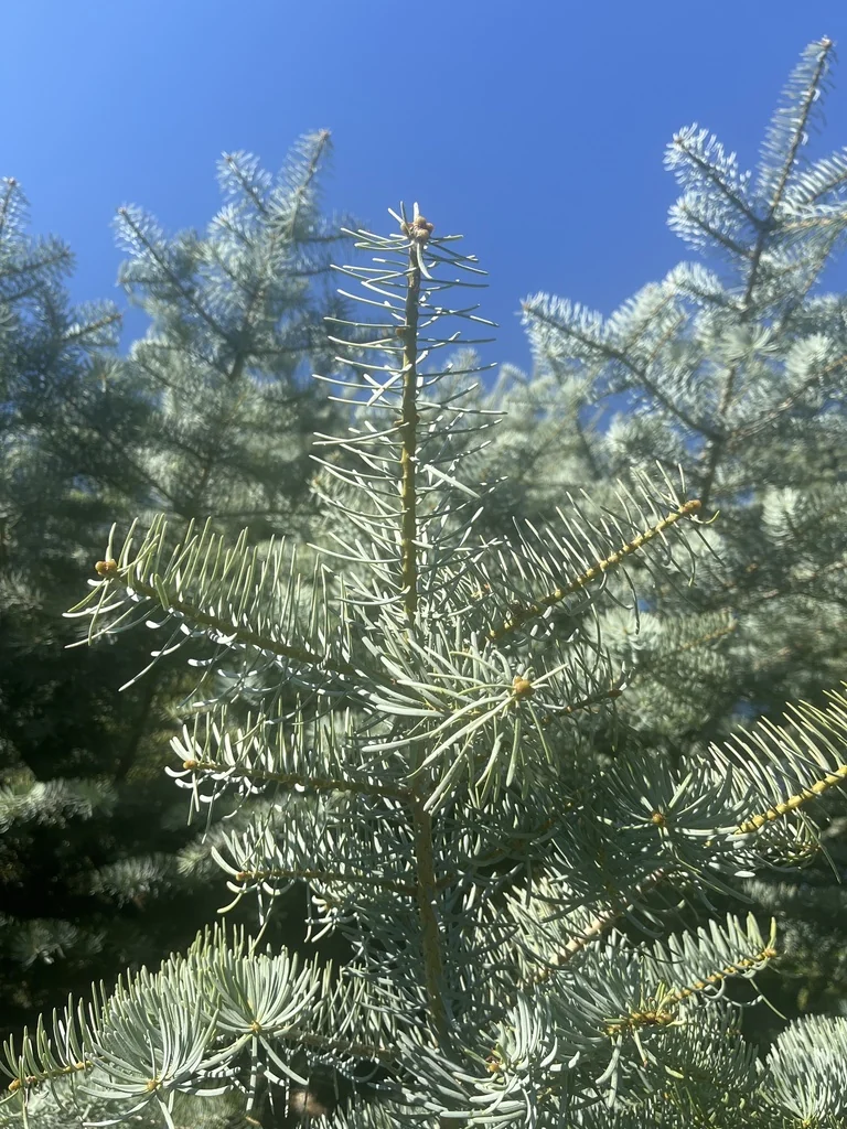 Picea Pungens