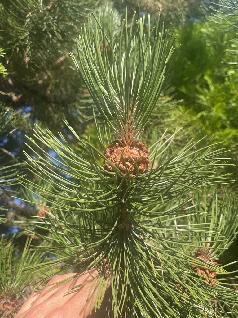 Pinus Contorta Var. Contorta