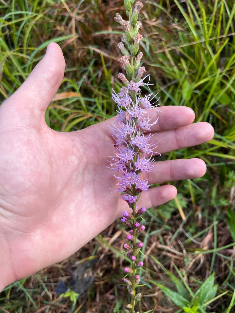 Liatris Spicata