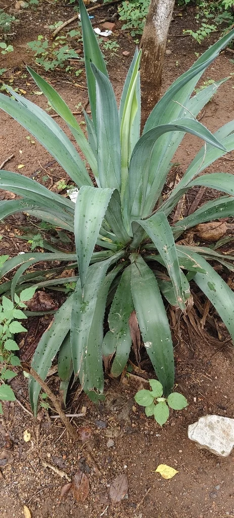 Agave Desmetiana
