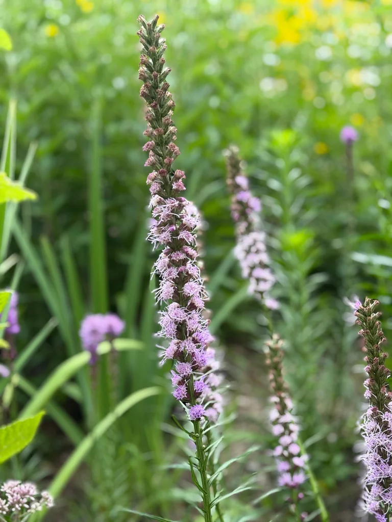 Liatris Spicata