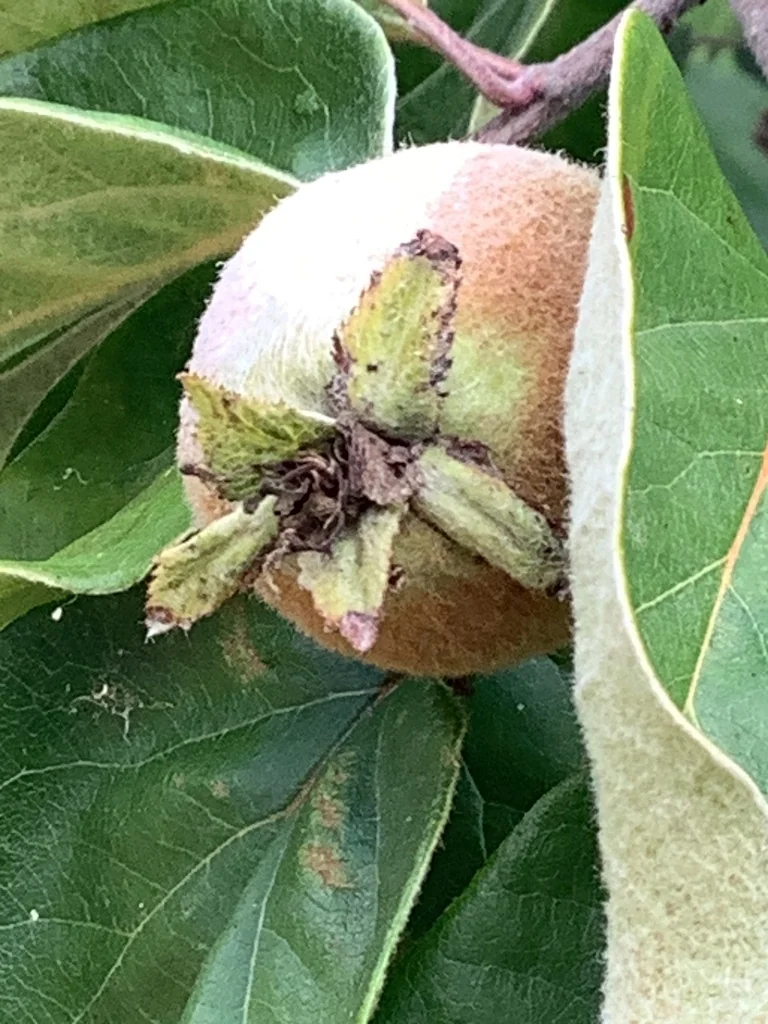 Cydonia Oblonga
