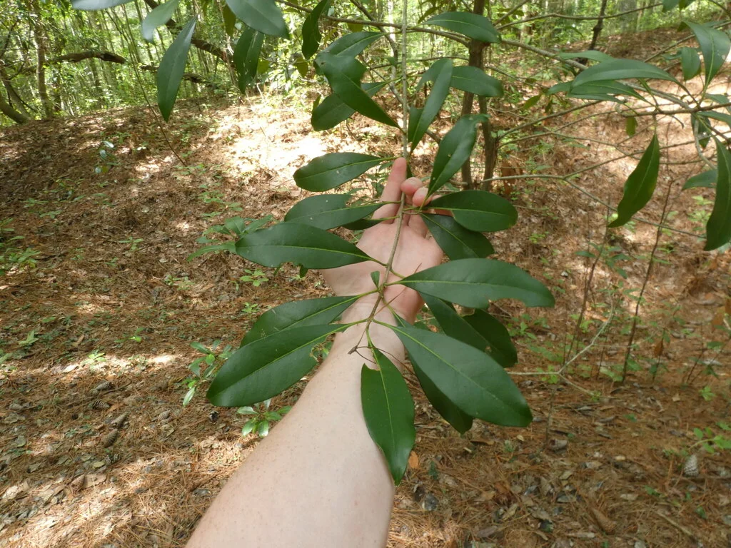 Osmanthus Americanus