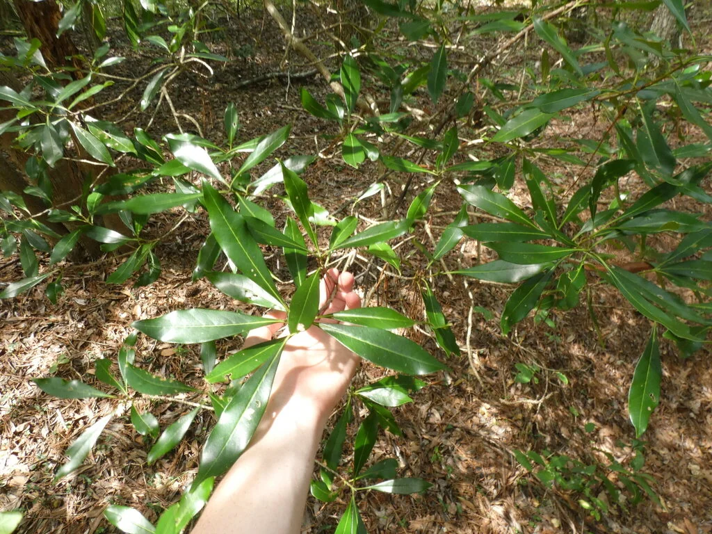Osmanthus Americanus