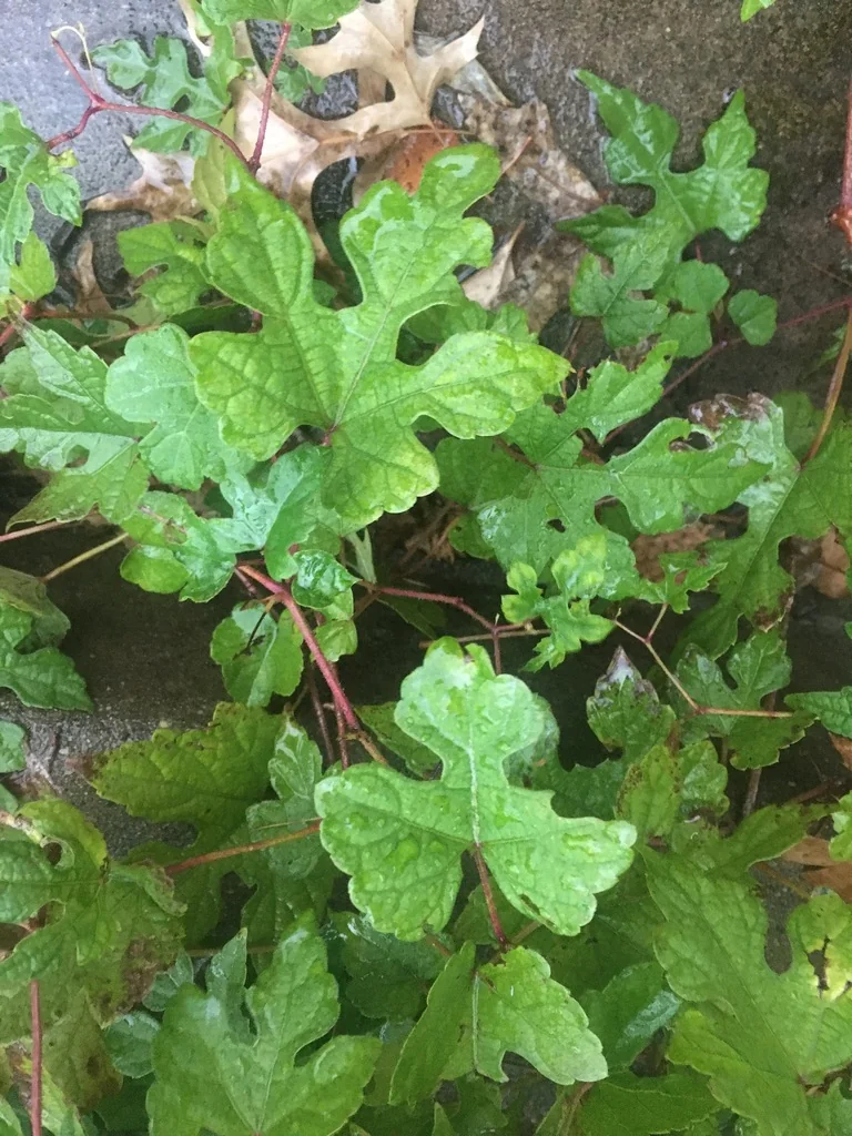 Ampelopsis Brevipedunculata