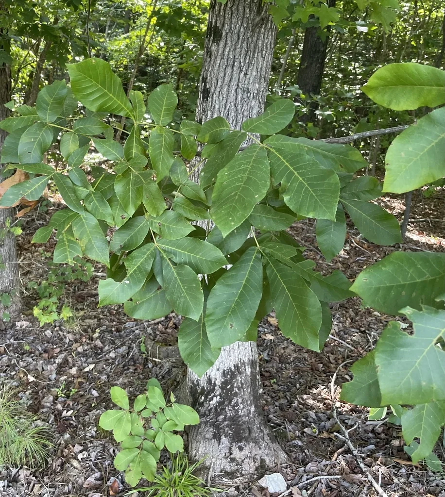 Carya Tomentosa