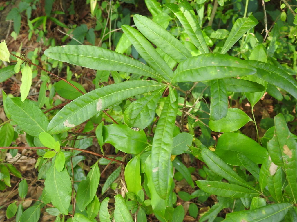 Quercus laurifolia