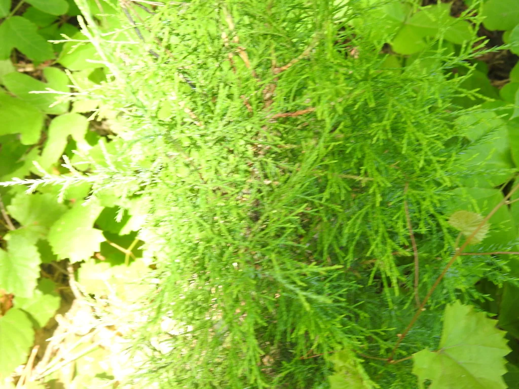 Platycladus Orientalis