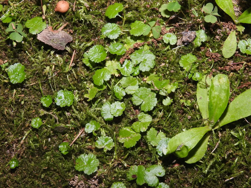 Hydrocotyle Sibthorpioides