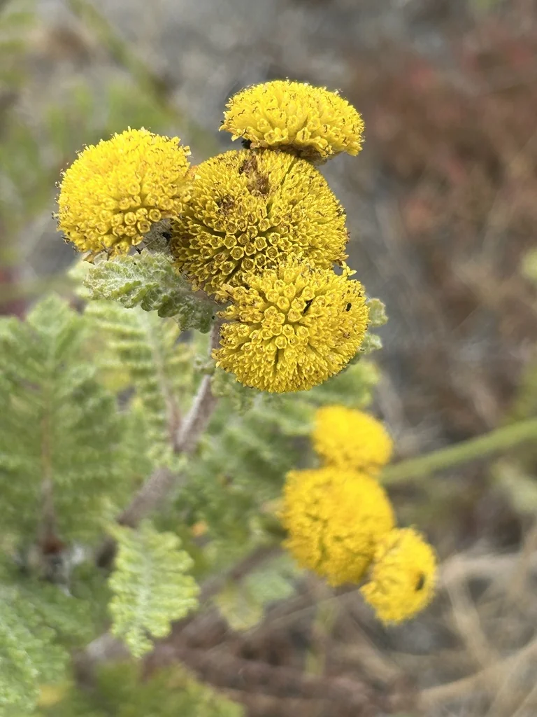 Tanacetum Camphoratum