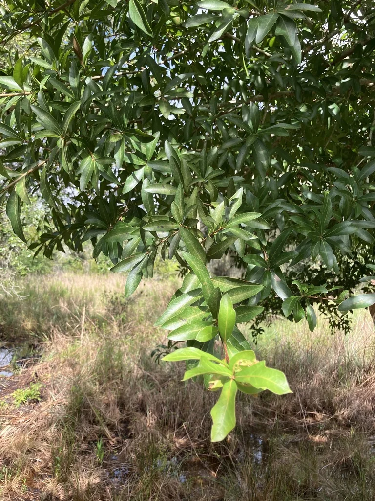 Quercus laurifolia