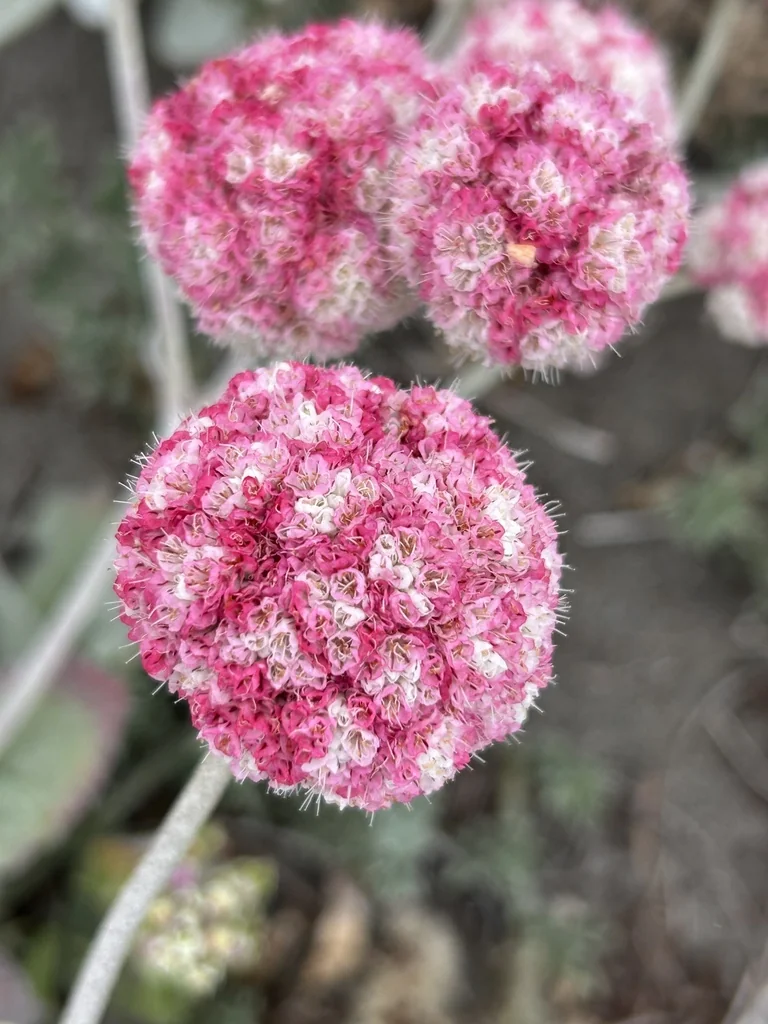 Eriogonum latifolium