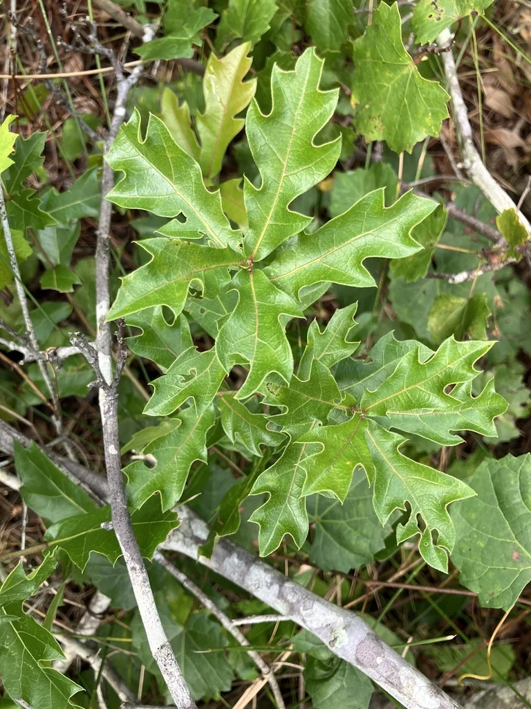 Quercus Hemisphaerica