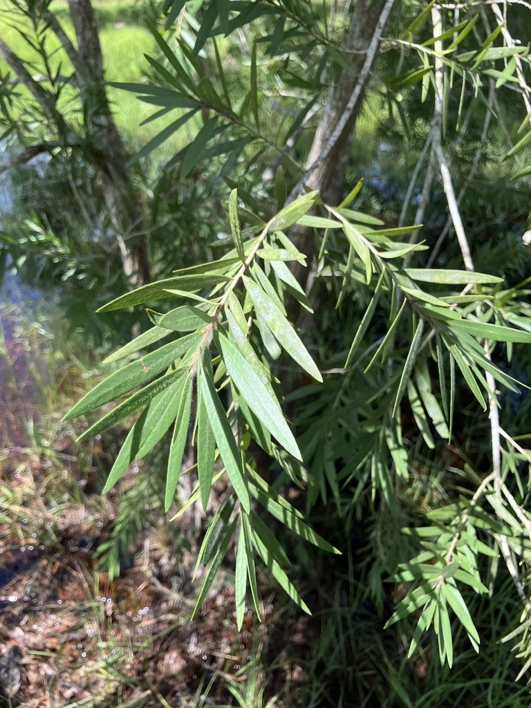 Callistemon Viminalis