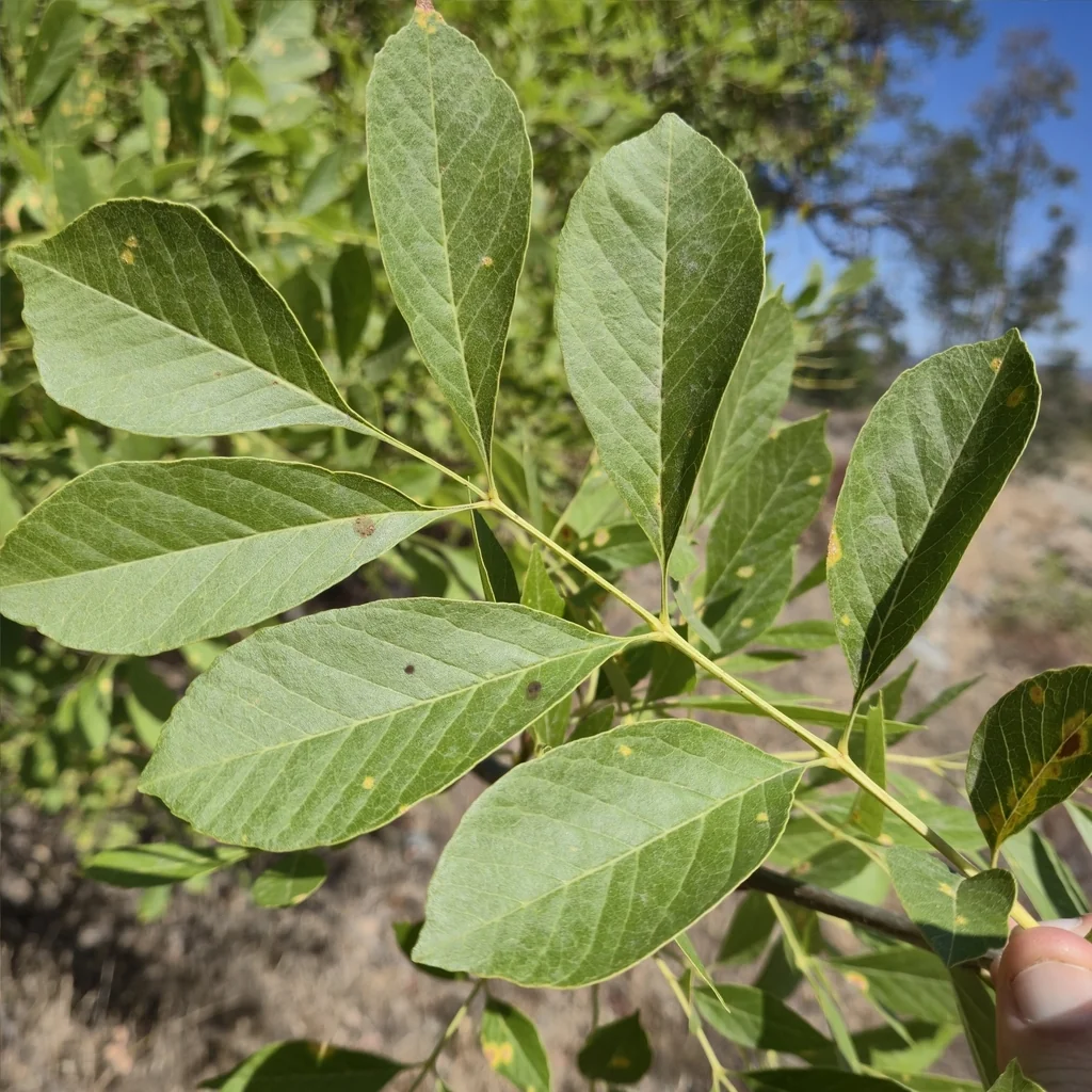 Fraxinus Dipetala
