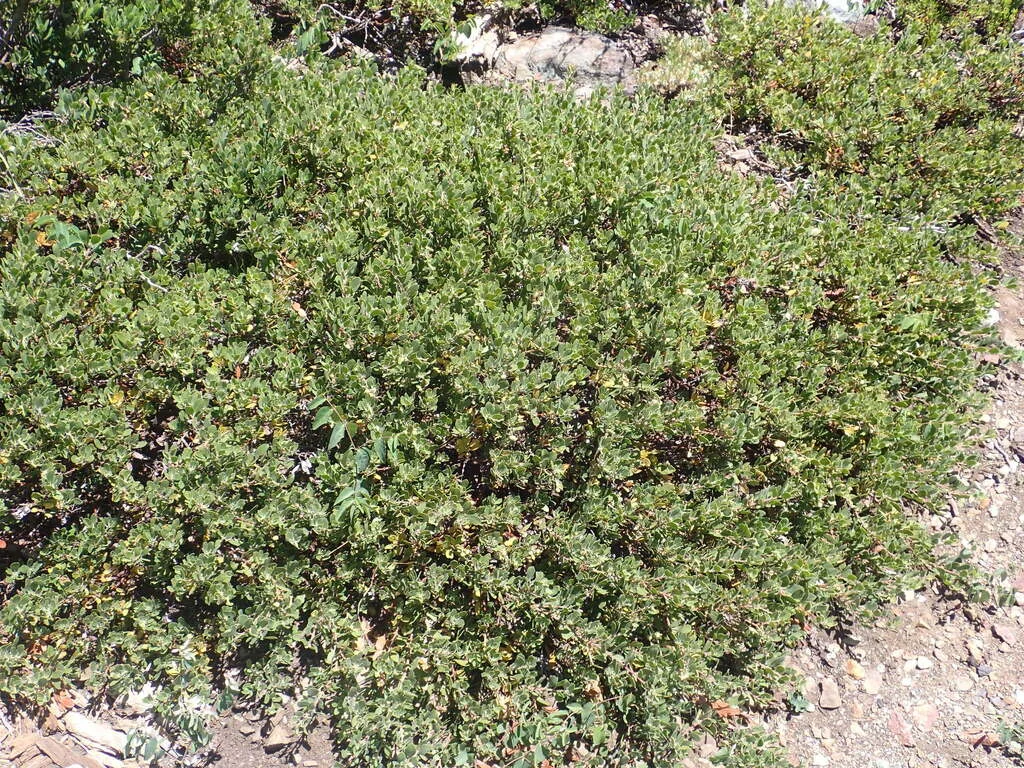 Arctostaphylos Nevadensis