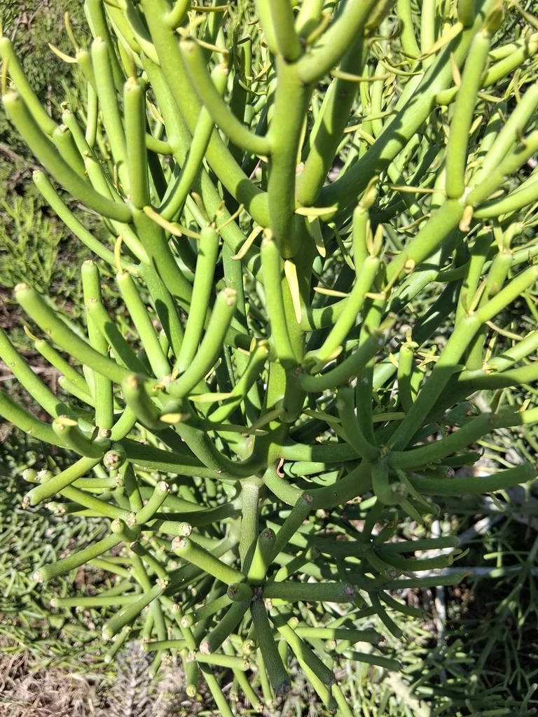 Euphorbia tirucalli