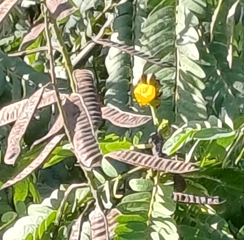 Senna Didymobotrya