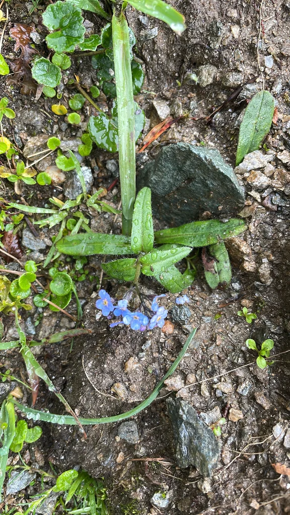 Myosotis Alpestris