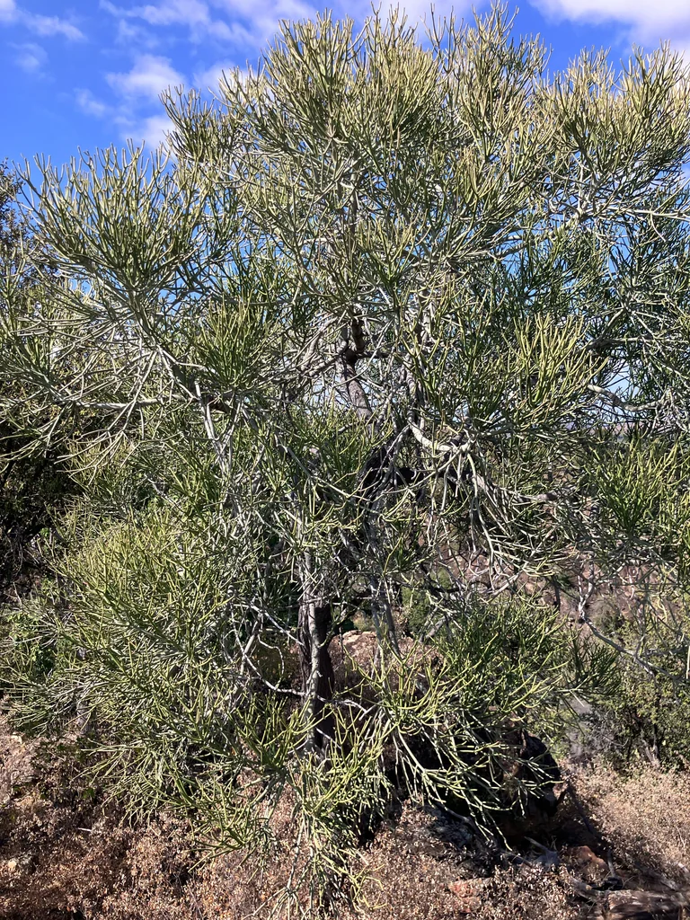 Euphorbia tirucalli