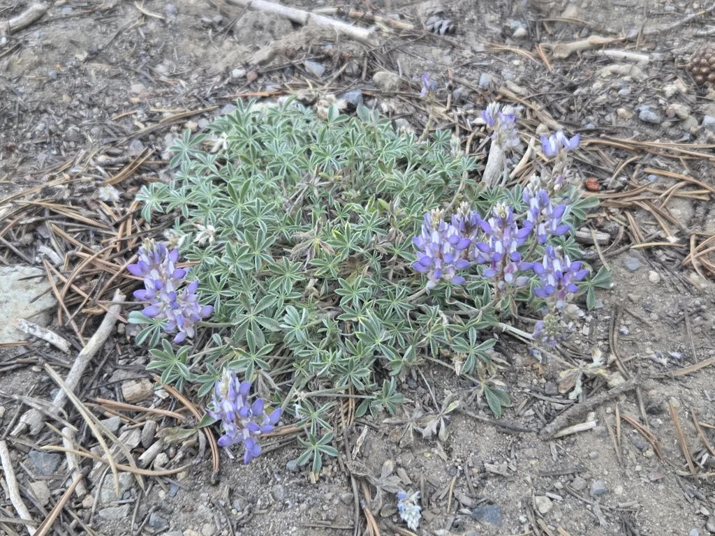 Lupinus Lepidus