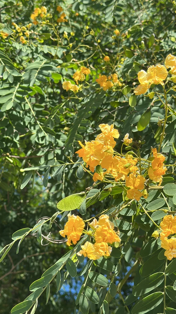 Tipuana Tipu