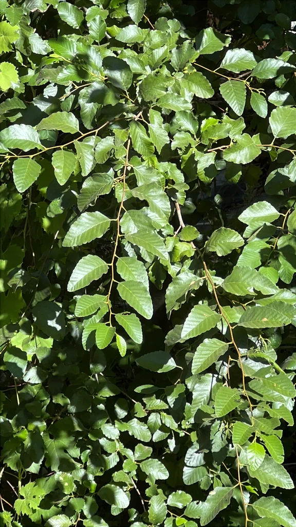 Alnus Rhombifolia