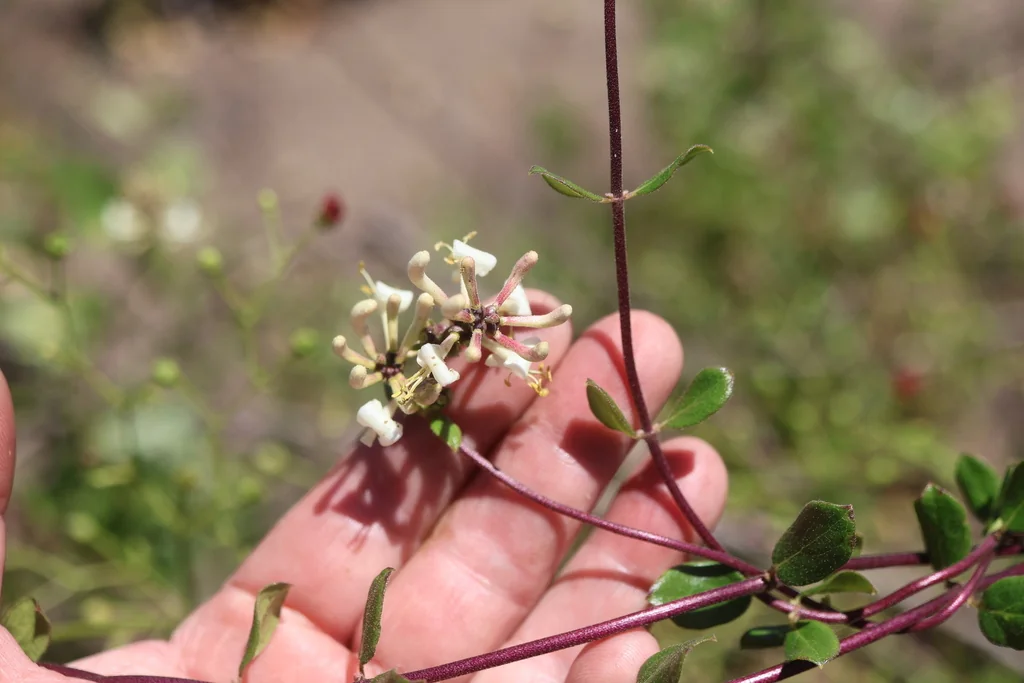 Lonicera Subspicata