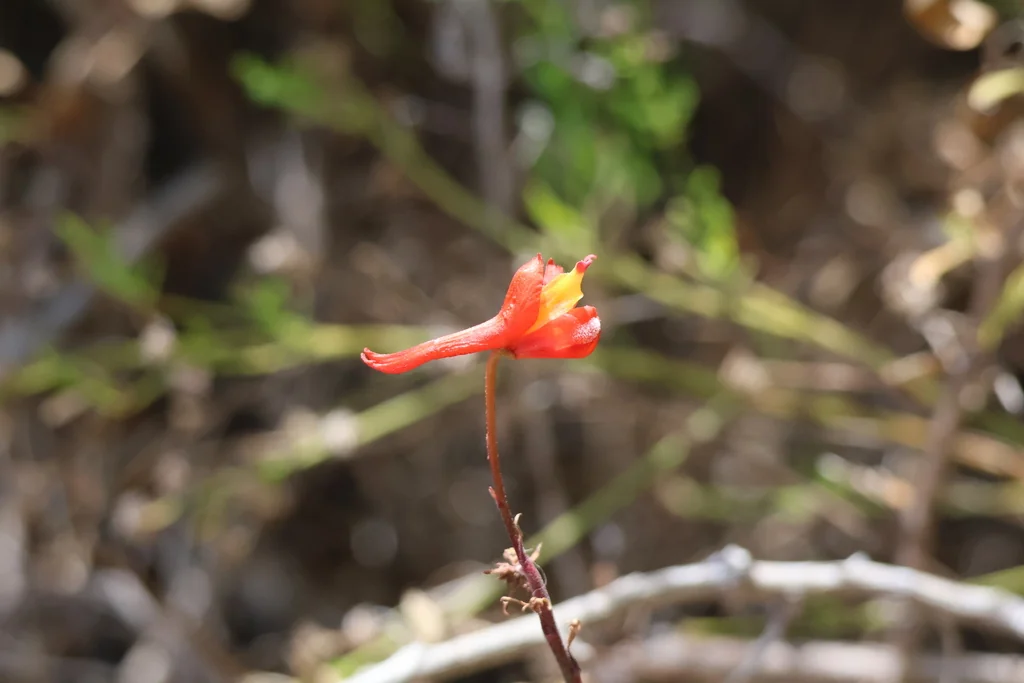 Delphinium Cardinale