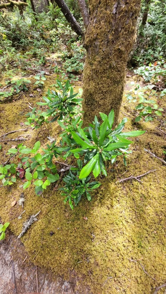 Myrica Californica