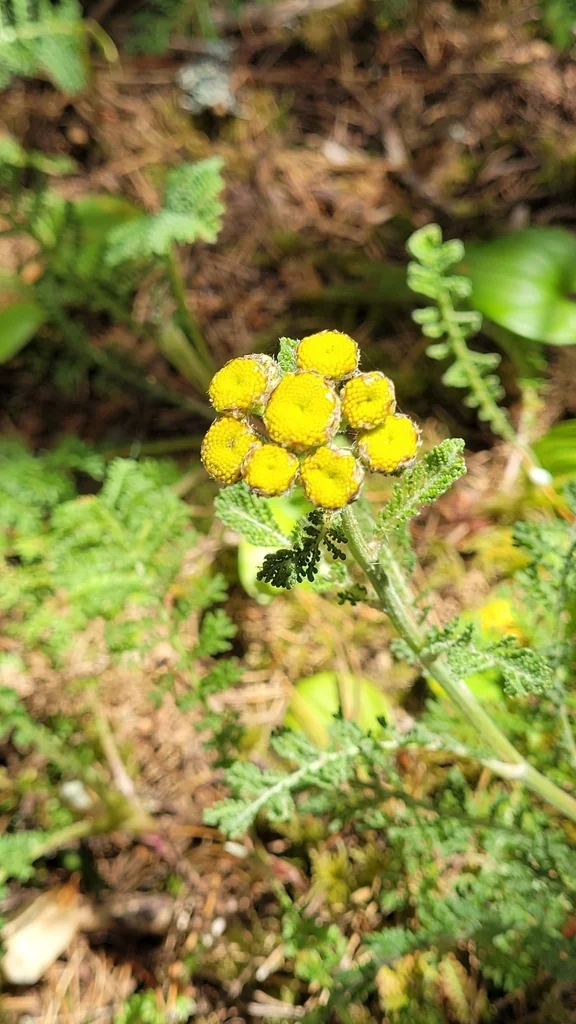 Tanacetum Camphoratum