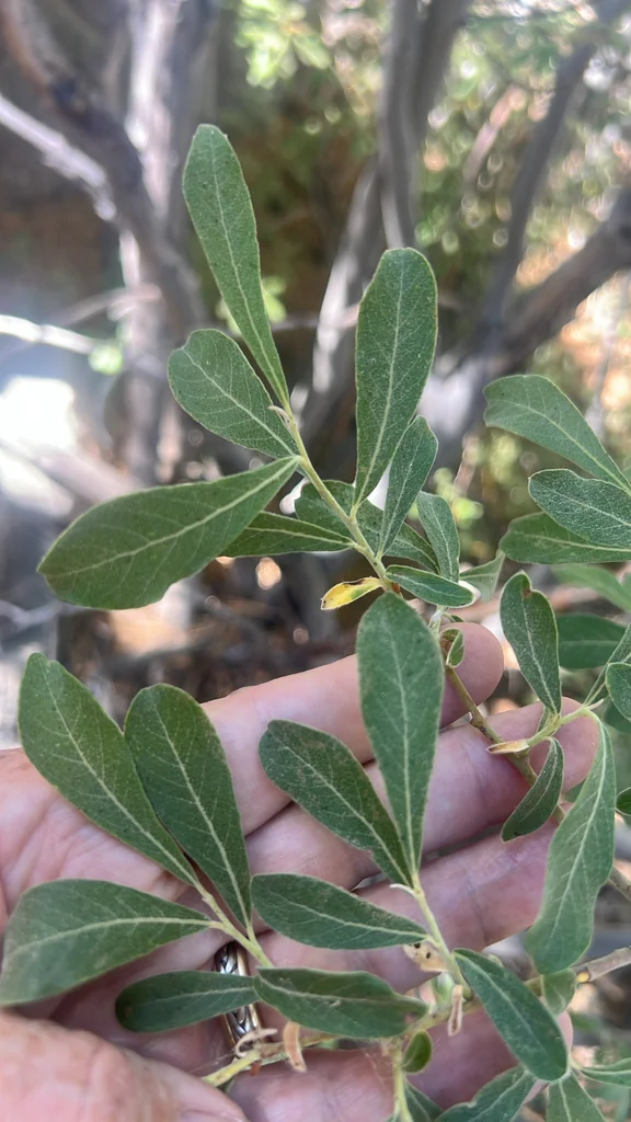 Salix Scouleriana