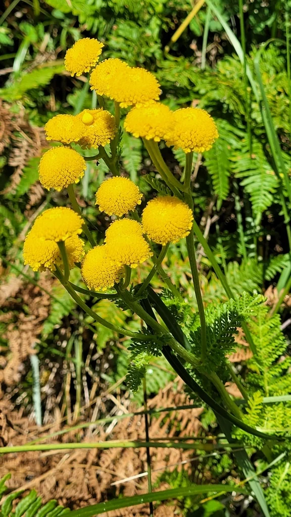 Tanacetum Camphoratum
