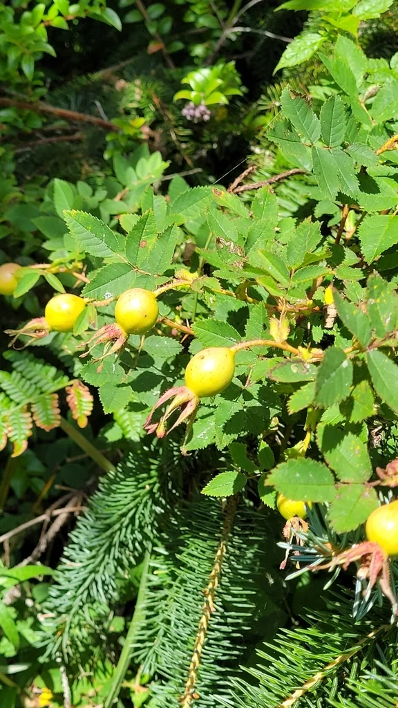 Rosa Nutkana