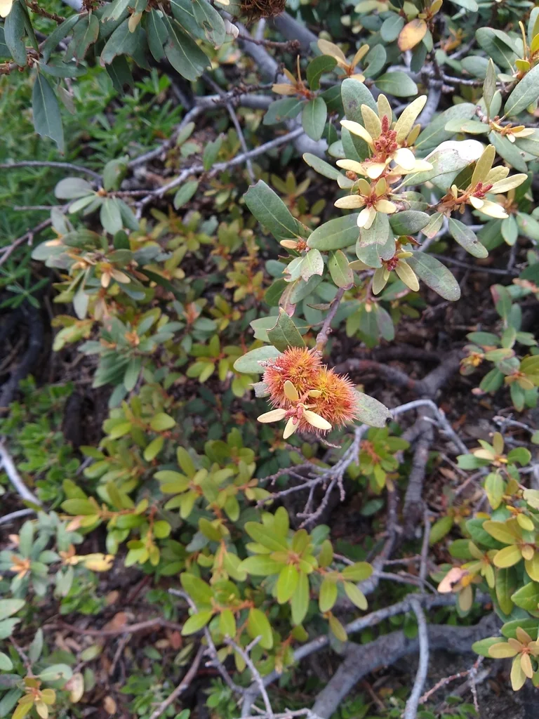 Chrysolepis Sempervirens