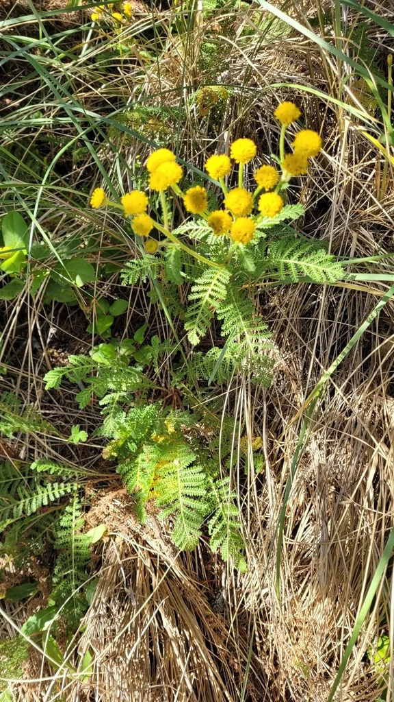 Tanacetum Camphoratum