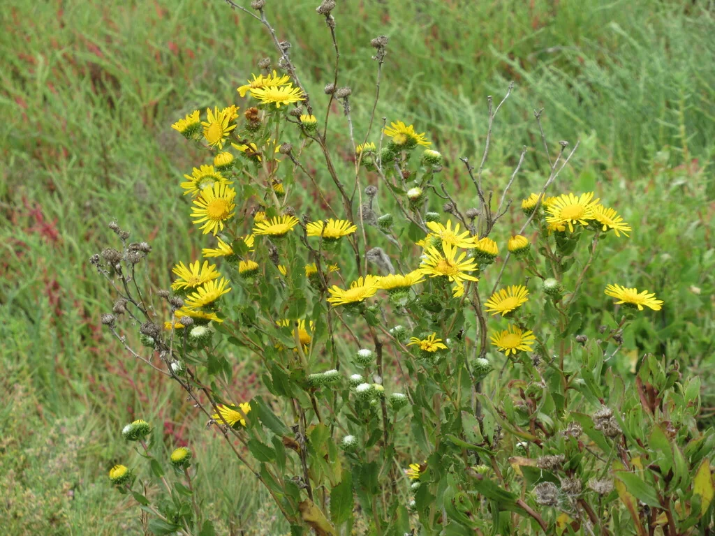 Grindelia stricta