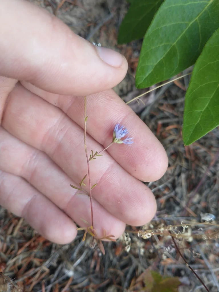 Gilia Capitata