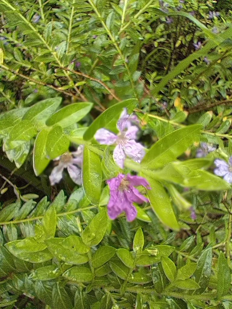 Cuphea Hyssopifolia