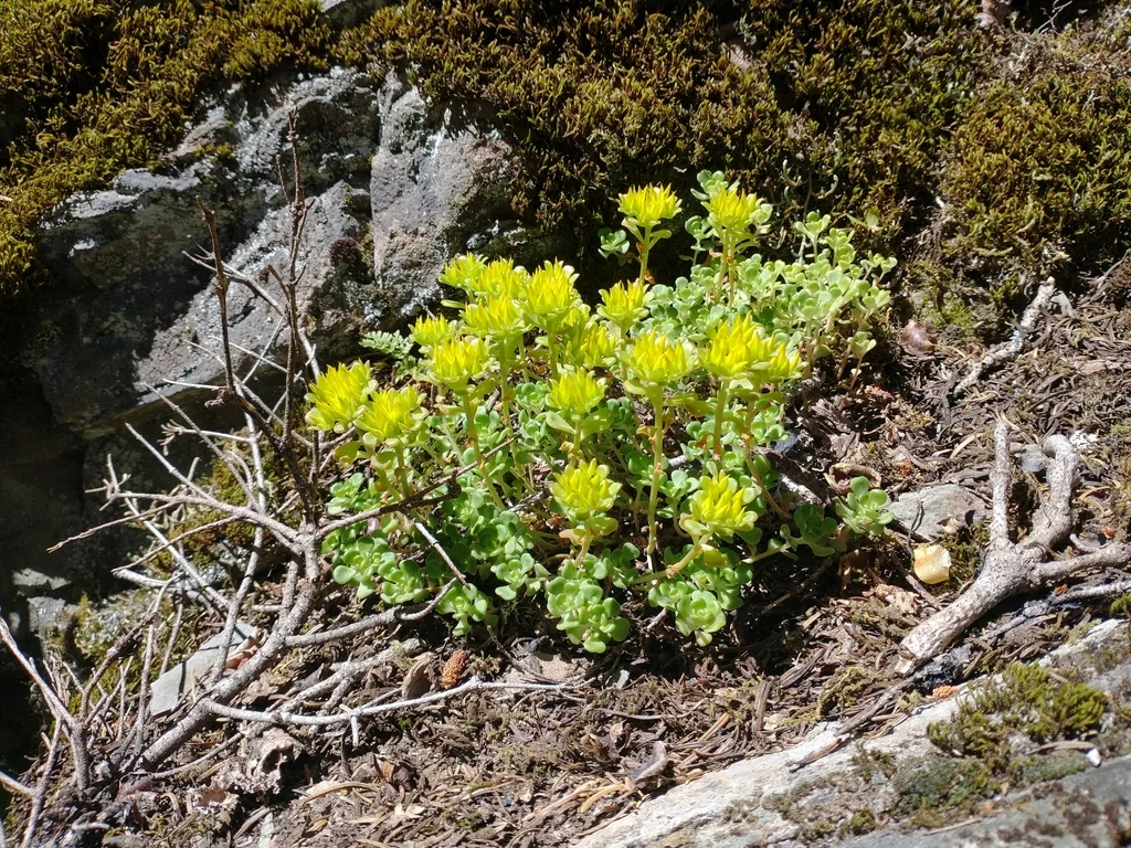 Sedum Oreganum