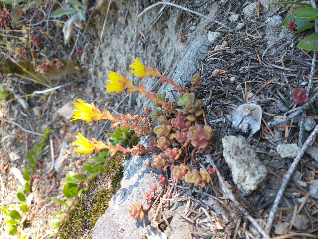Sedum Oreganum