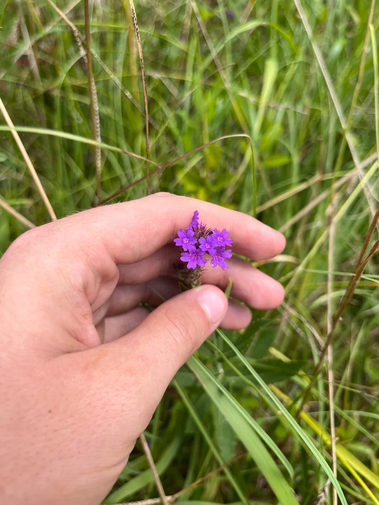 Verbena Rigida