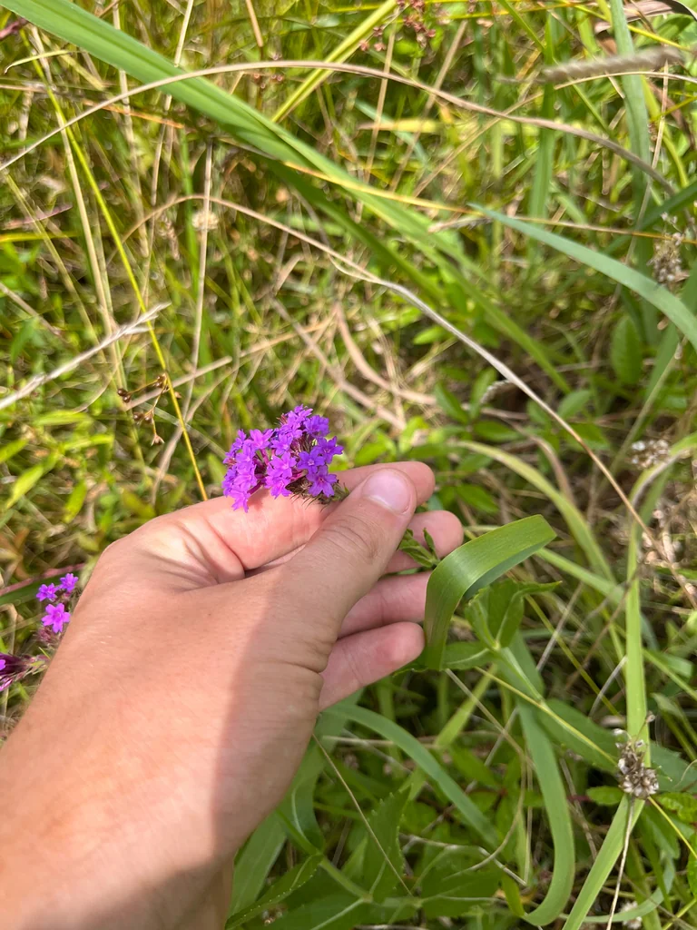 Verbena Rigida