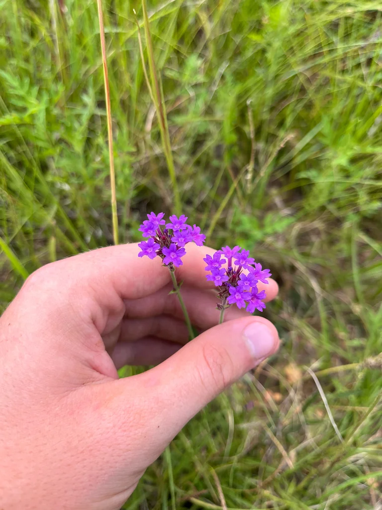 Verbena Rigida