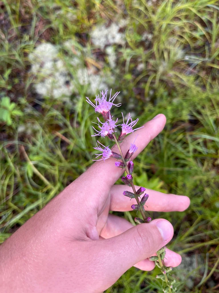 Liatris Spicata