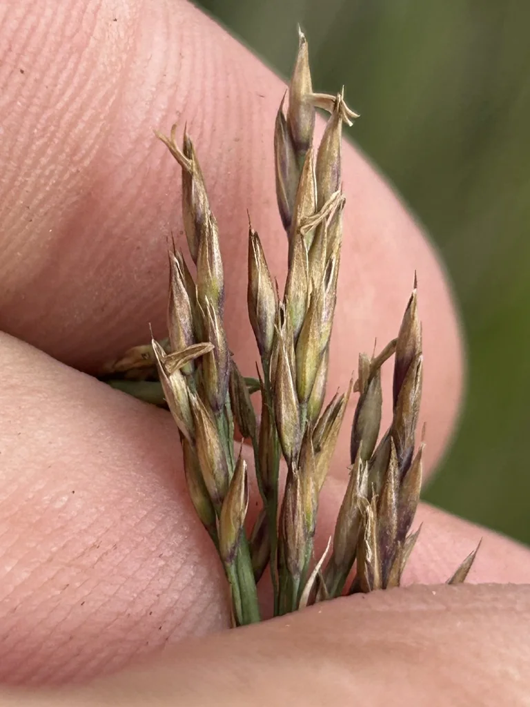 Calamagrostis Nutkaensis