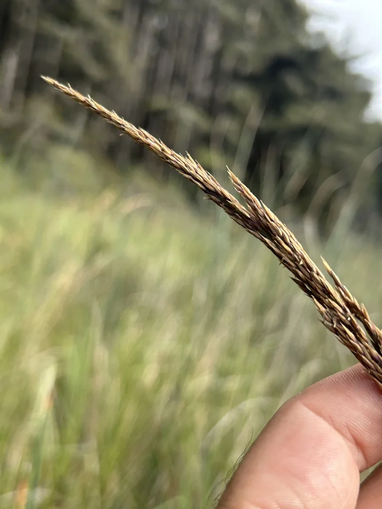 Calamagrostis Nutkaensis