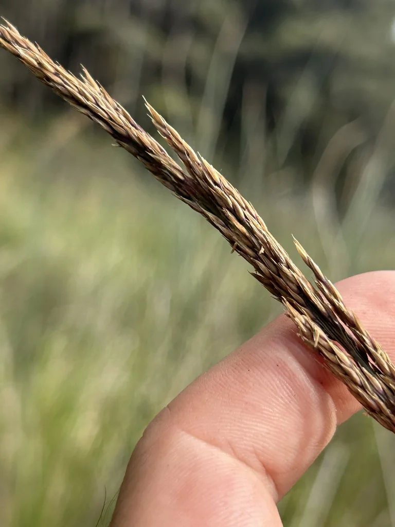 Calamagrostis Nutkaensis