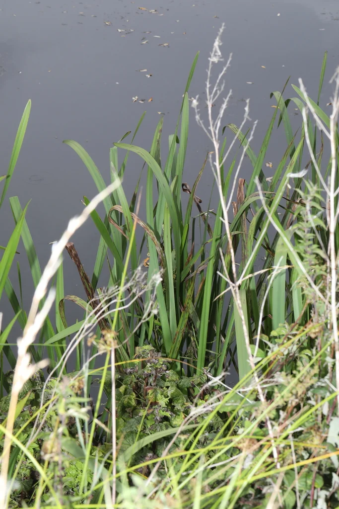 Acorus Calamus