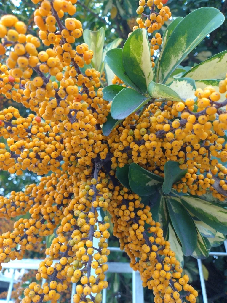 Schefflera Arboricola